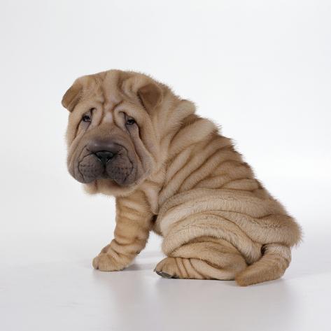 shar pei puppies shar pei puppies